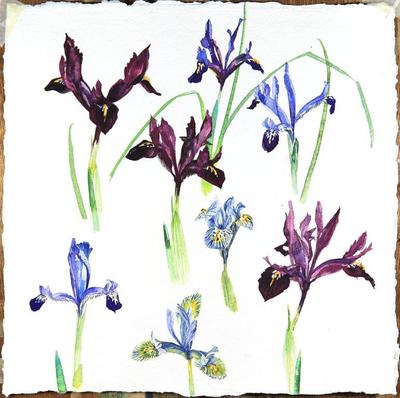 Jenny Matthews 
First Flowers of the Year
watercolour  30 x 30 cms
£480
