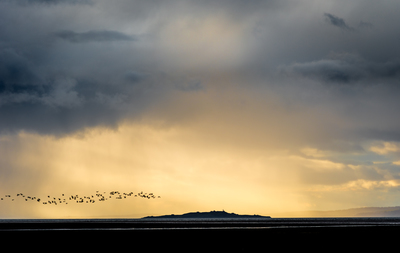 Aberlady Geese
Fotospeed NST Bright White 
16 x 26 ins Edition 1/5
£480
SOLD