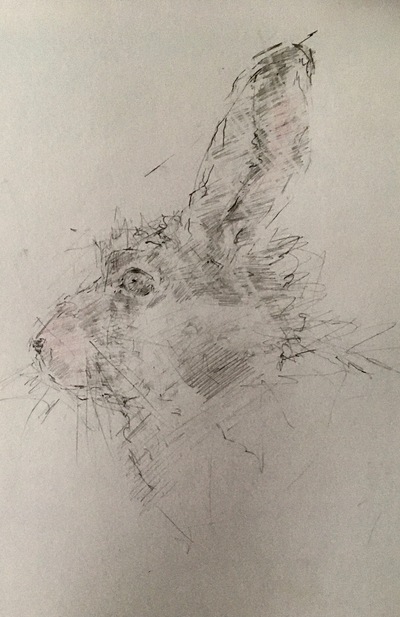 Joyce Gunn Cairns
Hare Profile
Pencil  29 x 20 cms
£150 (unframed)