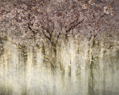 Blossom on The Avon
Fotospeed Cotton Etching 305g
15 x 18.5 ins Edition 3/10  
£375
