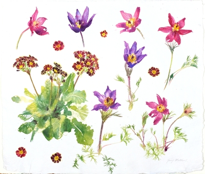 Jenny Matthews
Pasque Flowers
Watercolour  40 x 50 cms
£1250