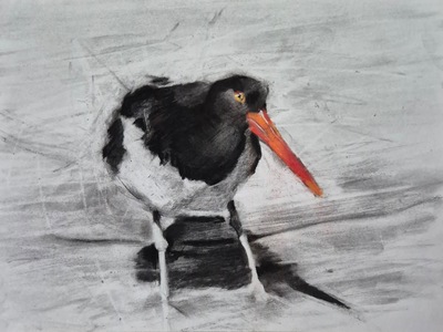 Erinclare Scrutton
Oyster Catcher, Loch Ryan
charcoal on paper 30 x 40 cm
£400