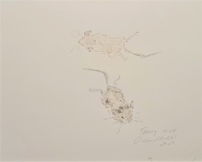 Teeny Mice
pencil  15 x 20 cms
£125 (mounted)