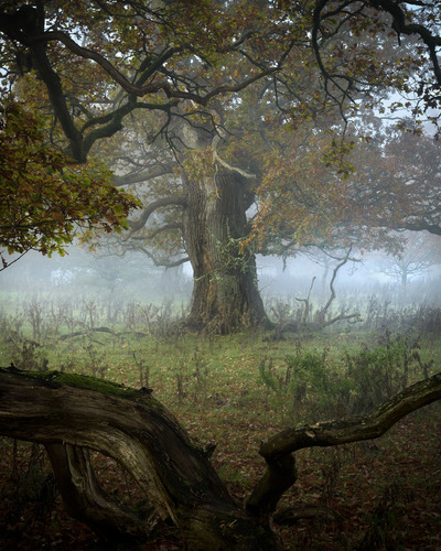 The Ancient Oak
Fotospeed Platinum Etching 285g
20 x 16 ins Edition 1/10  
£375