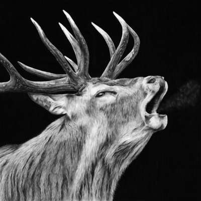 Stuart Scott
Cruachan (Stag)
graphite 48 x 48 cm
£2200