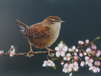 Lesley McLaren
Wren on a Blossom Branch
Oil on gesso panel  23 x 30 cms 
£425
SOLD