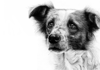 Stuart Scott
Bonnie (Sheepdog)
graphite 48 x 63 cm
£2500
