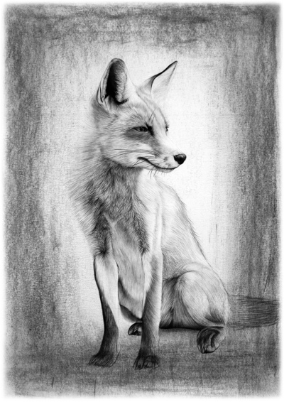 Stuart Scott
Red Fox
Charcoal and graphite  42 x 30 cms
£695