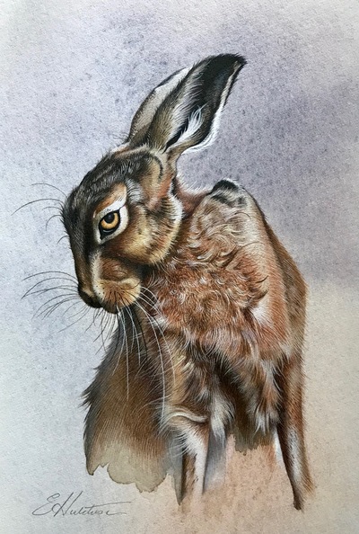Susan Hutchison
Study of a Hare 2
Watercolour  17 x 12 cms 
£250