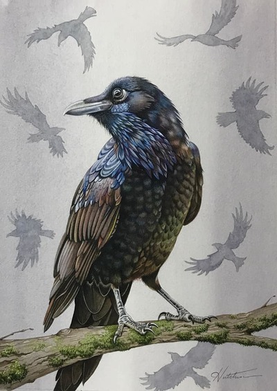 King Crow
Watercolour
27 x 19 cms
£480
