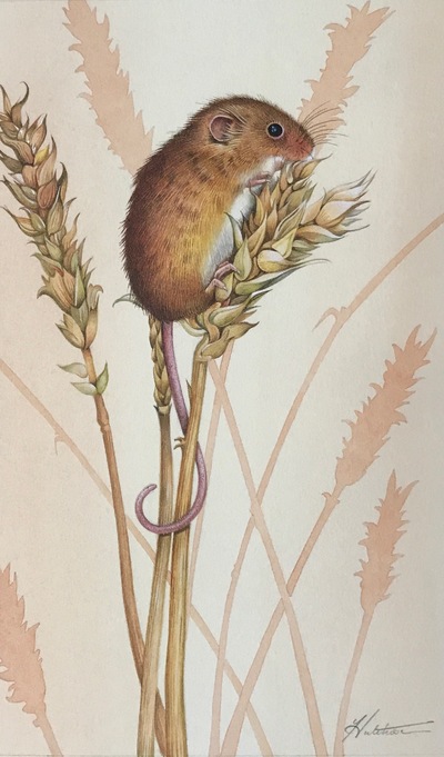 Susan Hutchison
Harvest Mouse
Watercolour  25 x 15 cms
£395
