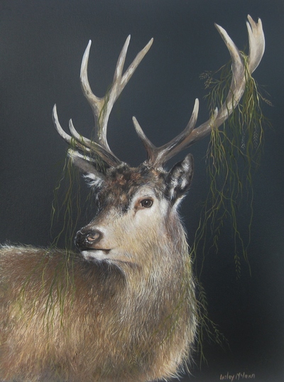 Lesley McLaren
Young Stag
Oil on board  30 x 23 cms
SOLD