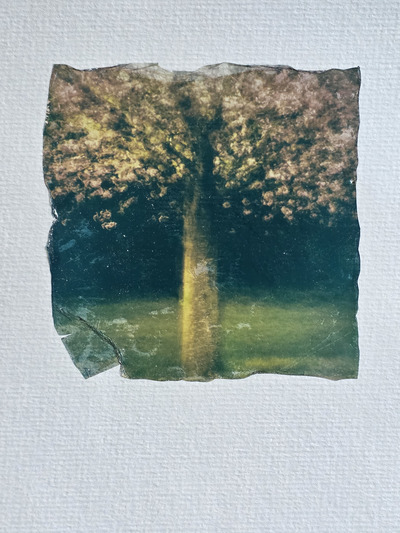 Dylan Nardini
Blossom
Polaroid Emulsion Lift on Watercolour textured 300g
21 x 15 cm 1 of 1
£150