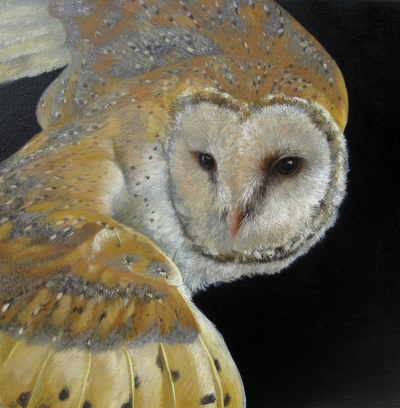 Night Owl
oil on gesso board 20 x 20 cm
£400