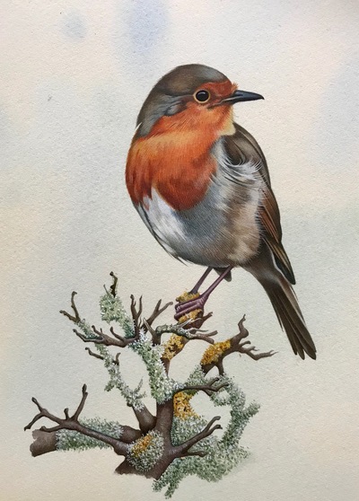 Susan Hutchison 
Robin Breestie
watercolour  27 x 20 cms
£395
