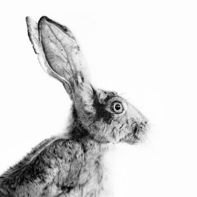 Stuart Scott
Kippen
Charcoal and graphite  50 x 50 cms
£1100