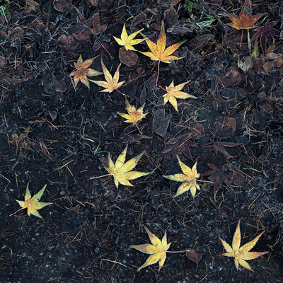 Golden Constellation
Fotospeed Cotton Etching 305g
15 x 15 ins Edition 1/10  
£350