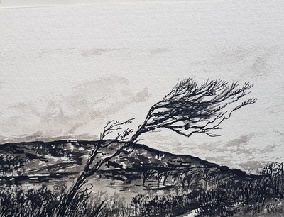 Naomi Rae
Windblown, Calgary, Isle of Mull
Indian ink on paper 12 x 20 cms
£195