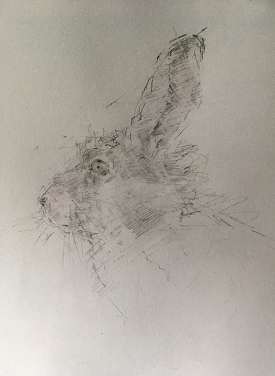 Joyce Gunn Cairns
Hare
graphite  40 x 30 cms
£175