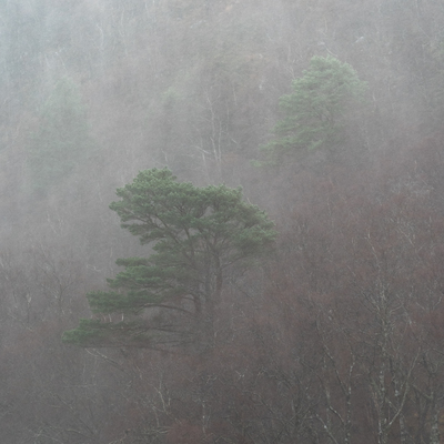 Coulin Pines
Fotospeed Cotton Etching
12 x 12 ins Edition 1/5
£275