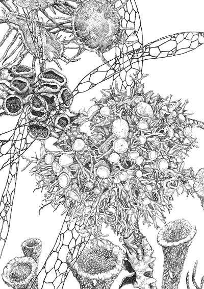 Elizabeth Thomson
Lichen Study II
Framed Limited Edition Print 46 x 33 cms
£225