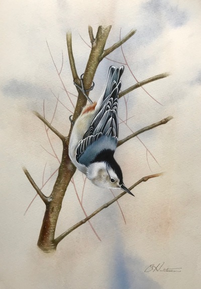 Susan Hutchison 
Hanging On
watercolour  28 x 20 cms
£395