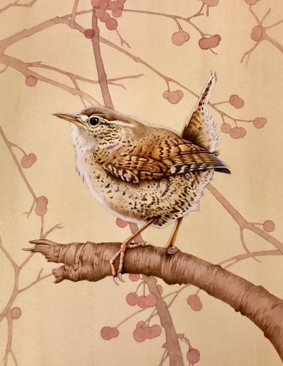 Little Wren
Watercolour
21 x 17 cms
SOLD