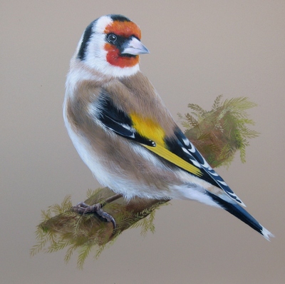 Lesley McLaren
Goldfinch on a Mossy Branch
oil on gesso panel  20 x  20 cms
£325 (unframed)
