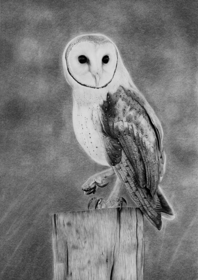 Stuart Scott
Torridon
Charcoal and graphite  65 x 50 cms
£1300