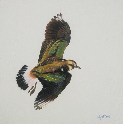 Lapwing
oil on gesso board 20 x 20 cm
£395