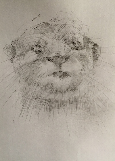 Joyce Gunn Cairns
Wee Otter
Pencil  35 x 30 cms
£250
SOLD